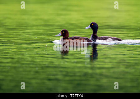 Pair of Tufted Ducks (Aythya fuligula) swimming in green colored lake near Raby castle, England Stock Photo