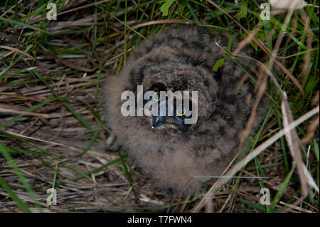 A fluffy chick Short-eared Owl (Asio flammeus) hinibg in the grass near its nest in Finland. Stock Photo