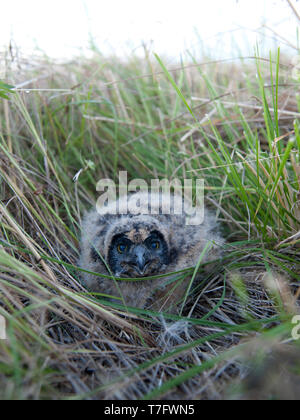 A fluffy chick Short-eared Owl (Asio flammeus) hinibg in the grass near its nest in Finland. Stock Photo
