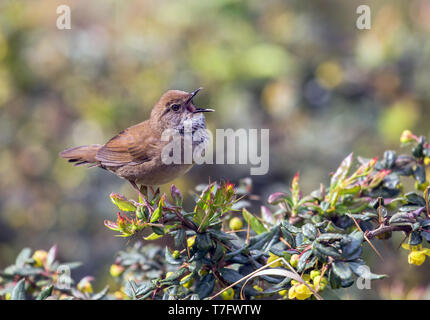 Baikal Bush Warbler (Locustella davidi) singing Stock Photo