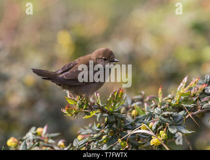 Baikal Bush Warbler (Locustella davidi) Stock Photo