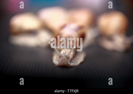 several big snails crawling one on one in the studio Stock Photo