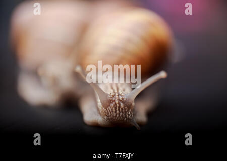 several big snails crawling one on one in the studio Stock Photo