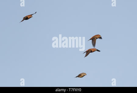 Four Parrot Crossbill (Loxia pytyopsittacus) during autumn migration over Melby in Denmark. In flight, towards the viewer. Stock Photo