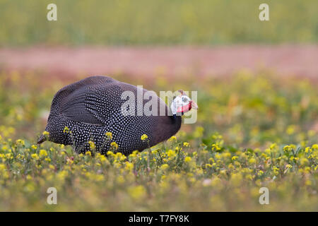 Adult Helmeted Guineafowl (Numida meleagris) in spring grass in Morocco. Bird escaped from captivity. Stock Photo