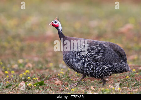 Adult Helmeted Guineafowl (Numida meleagris) in spring grass in Morocco. Bird escaped from captivity. Stock Photo
