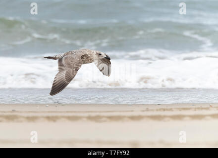 Immature European Herring Gull (Larus argentatus) flying over the beach of Wadden island Vlieland in the Netherlands. Stock Photo