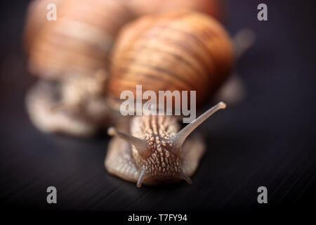 several big snails crawling one on one in the studio Stock Photo
