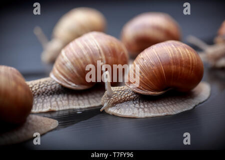 several big snails crawling one on one in the studio Stock Photo