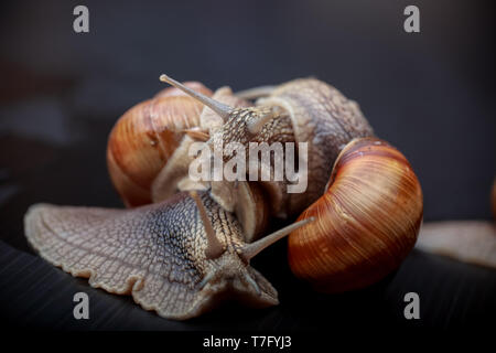 several big snails crawling one on one in the studio Stock Photo