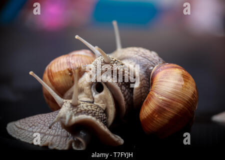 several big snails crawling one on one in the studio Stock Photo