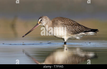 First-winter Hudsonian Godwit (Limosa haemastica) wading in shallow water Salinas Wetlands in Monterey, California, United States. Stock Photo