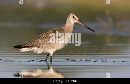 First-winter Hudsonian Godwit (Limosa haemastica) wading in shallow water Salinas Wetlands in Monterey, California, United States. Stock Photo