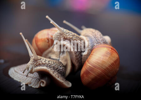 several big snails crawling one on one in the studio Stock Photo