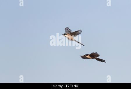 Two Iberian Magpie’s (Cyanopica cooki) in flight, a species from the Iberian Peninsula and that lives in family groups.