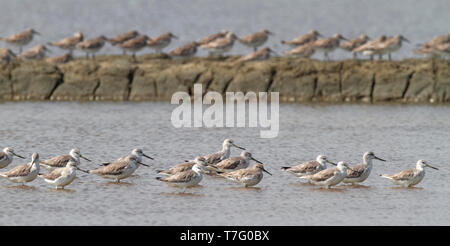 Nordmann's Greenshanks wintering on salt pans close to the Gulf of Thailand. Stock Photo