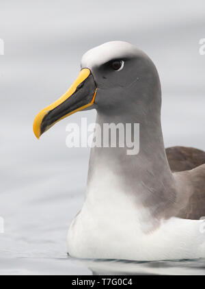 Northern Buller's Albatross (Thalassarche bulleri platei), also known as Pacific Albatross, swimming off Mangere Island, Chatham Islands, New Zealand Stock Photo