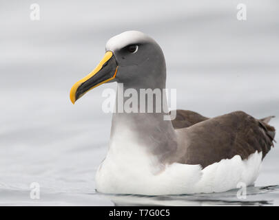 Northern Buller's Albatross (Thalassarche bulleri platei), also known as Pacific Albatross, swimming off Mangere Island, Chatham Islands, New Zealand Stock Photo