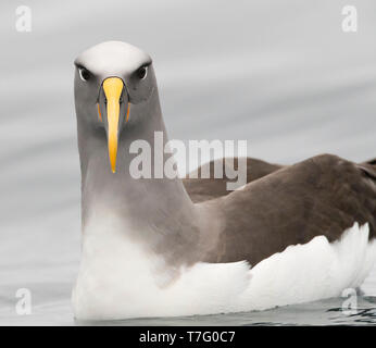 Northern Buller's Albatross (Thalassarche bulleri platei), also known as Pacific Albatross, swimming off Mangere Island, Chatham Islands, New Zealand Stock Photo