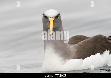 Northern Buller's Albatross (Thalassarche bulleri platei), also known as Pacific Albatross, swimming off Mangere Island, Chatham Islands, New Zealand Stock Photo