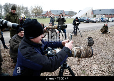 Spotted Nutcracker (Nucifraga caryocatactes) wintering in an urban area in Wageningen in the Netherlands. Sitting on a lens hood an photographed with  Stock Photo