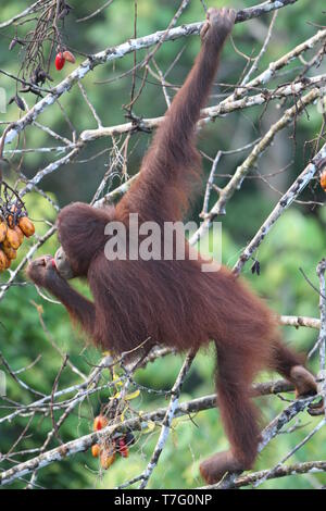 Rescued orphaned Bornean Orangutan (Pongo pygmaeus) eating fruits in Orang Utan Rehabilitation Centre on Sabah, Malaysian Borneo. One of Sabah's top t Stock Photo