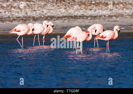 Flock of Chilean Flamingo’s( Phoenicopterus chilensis) resting in salt lake in Torres del Paine National Park (Chile). Stock Photo