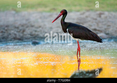 Adult Black Stork (Ciconia nigra) standing in yellow coloured lake in Spain. Stock Photo