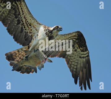 Osprey (Pandion heliaetus) in flight against a blue sky as background in the Netherlands. With freshly caught fish in its talons. Stock Photo