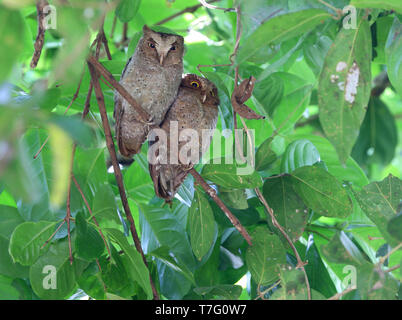 Pair of Andaman scops owls (Otus balli) resting during the day at their day roost on the Andaman islands off India. Stock Photo