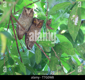 Pair of Andaman scops owls (Otus balli) resting during the day at their day roost on the Andaman islands off India. Stock Photo