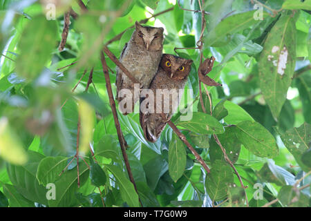 Pair of Andaman scops owls (Otus balli) resting during the day at their day roost on the Andaman islands off India. Stock Photo