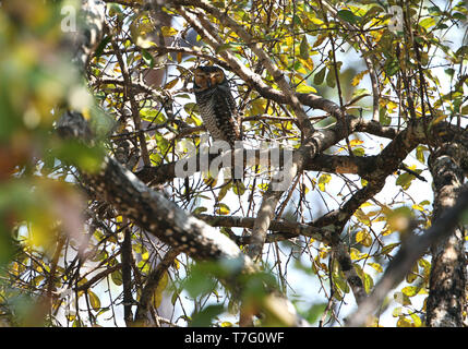 Spotted wood owl (Strix seloputo seloputo) during daytime roosting high in a tree in Cambodia. Stock Photo