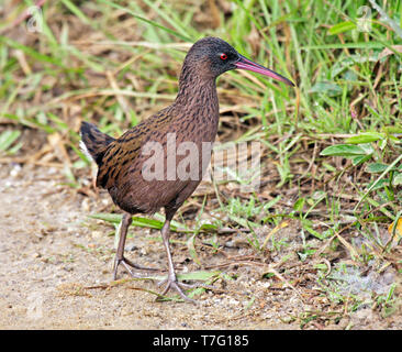 Madagascar Rail (Rallus madagascariensis) walking on the ground in Madagascar. Stock Photo