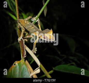 Spearpoint leaf-tail gecko (Uroplatus ebenaui), also known as Nosy Be flat-tail gecko Stock Photo