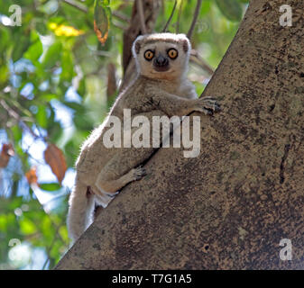 Western woolly lemur or western avahi (Avahi occidentalis), perched in a tree on Madagascar. Stock Photo