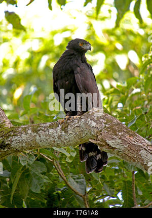 Black hawk-eagle (Spizaetus tyrannus)  adult perched in a tree and looking backwards Stock Photo