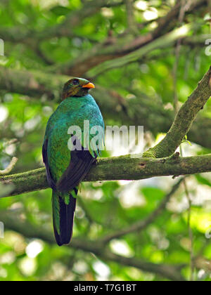 White-tipped Quetzal (Pharomachrus fulgidus: male perched in a tree against a green background Stock Photo