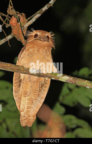 Large frogmouth (Batrachostomus auritus) at night in rain forests of Sumatra in Indonesia. Stock Photo