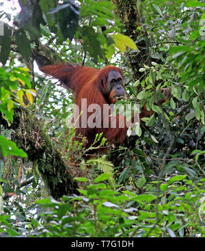 Sumatran orangutan (Pongo abelii) in rain forests of Sumatra in Indonesia. Stock Photo