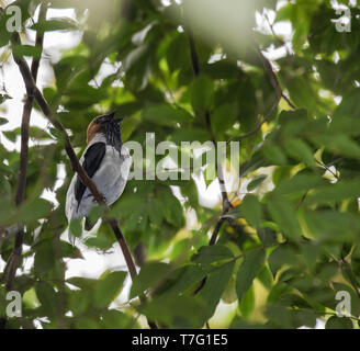 Male Bearded bellbird (Procnias averano) singing from forest canopy in the Lesser Antilles. Stock Photo