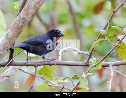 Adult Lesser Antillean bullfinch (Loxigilla noctis) on Martinique island in the Caribbean. Stock Photo