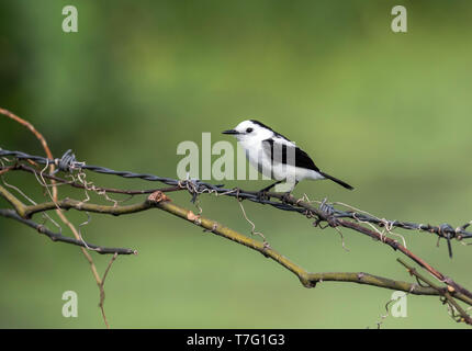 Adult Pied water tyrant (Fluvicola pica) perched on barbed wire in the Caribbean. Stock Photo