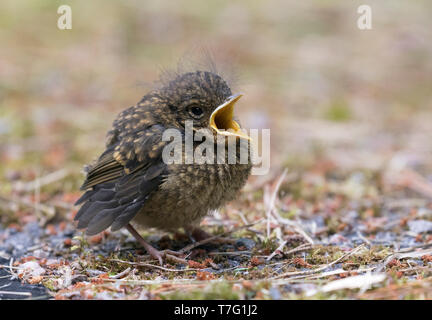 Juvenile British Robin (Erithacus rubecula melophilus) begging on the ground with beak wide open. Subspecies /race from British isles. Stock Photo