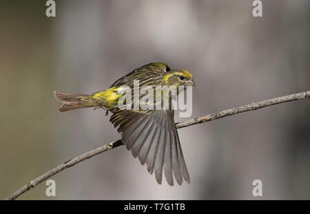 Adult male European Serin (Serinus serinus) in Spain. Taking off from a branch. Stock Photo