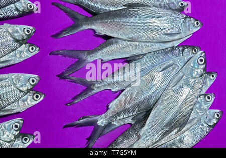 Close-up of plenty Bangus milk fish laying on a blue colored table ...