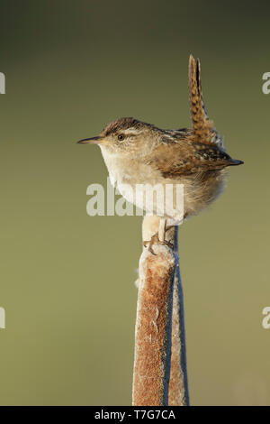 Adult Marsh Wren (Cistothorus palustris)  perched on top of a reed stick in Lac Le Jeune, British Columbia, Canada. Stock Photo