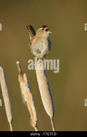 Adult Marsh Wren (Cistothorus palustris)  perched on top of a reed stick in Lac Le Jeune, British Columbia, Canada. Stock Photo