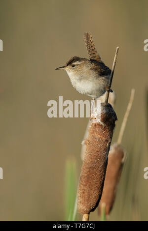 Adult Marsh Wren (Cistothorus palustris)  perched on top of a reed stick in Lac Le Jeune, British Columbia, Canada. Stock Photo