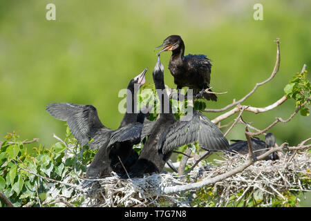 Adult Neotropic Cormorant (Phalacrocorax brasilianus) on it’s nest with two begging young in a colony in Galveston County, Texas, USA. Stock Photo